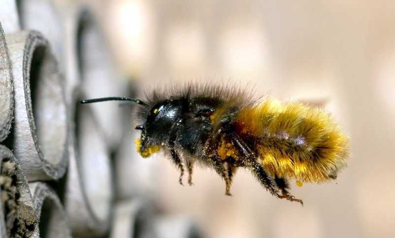 Murarka ogrodowa, murarki, kokony, Osmia bicornis (rufa)