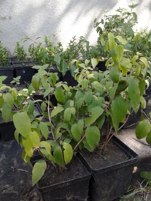 Саджанці самшиту,  форзиції, туї колоновидної, дейції шорсткої.