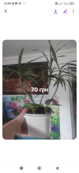 Продам квіти.ціна на фото.можливий хороший торг для реального покупця.