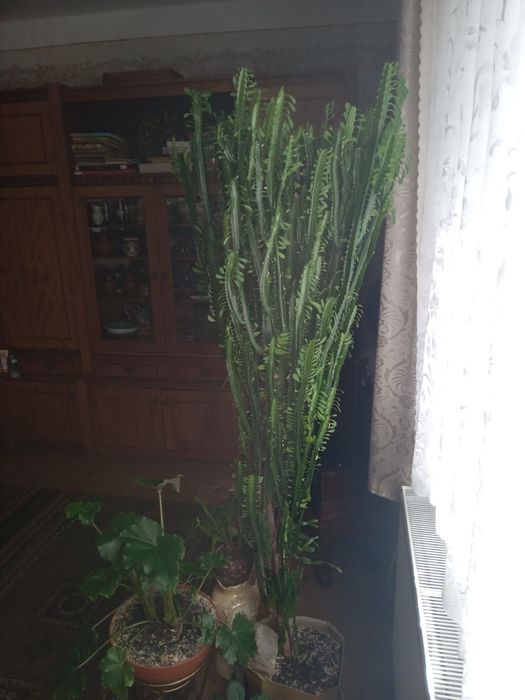 Кактус молочай тригранний