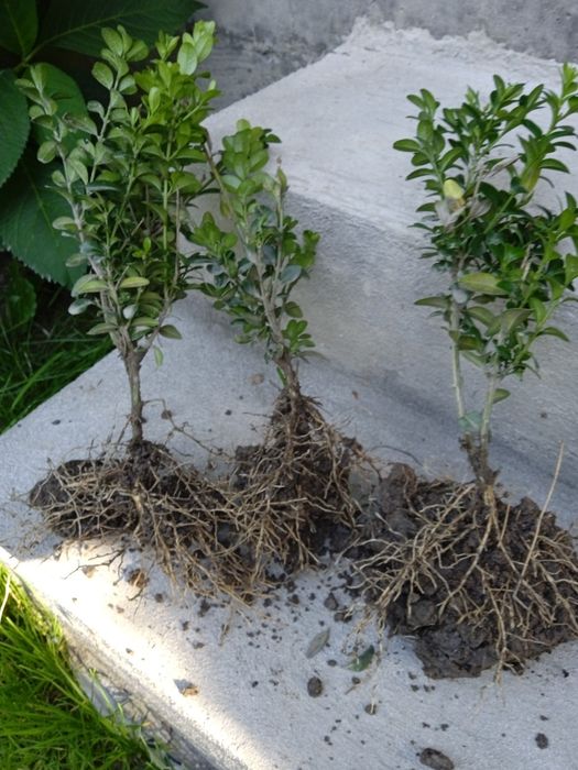 Самшит  саджанці