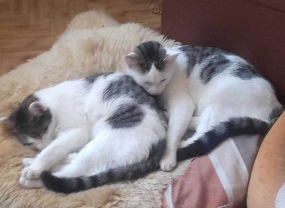Łagodne misie kochają ludzi i koty, 8 mies.