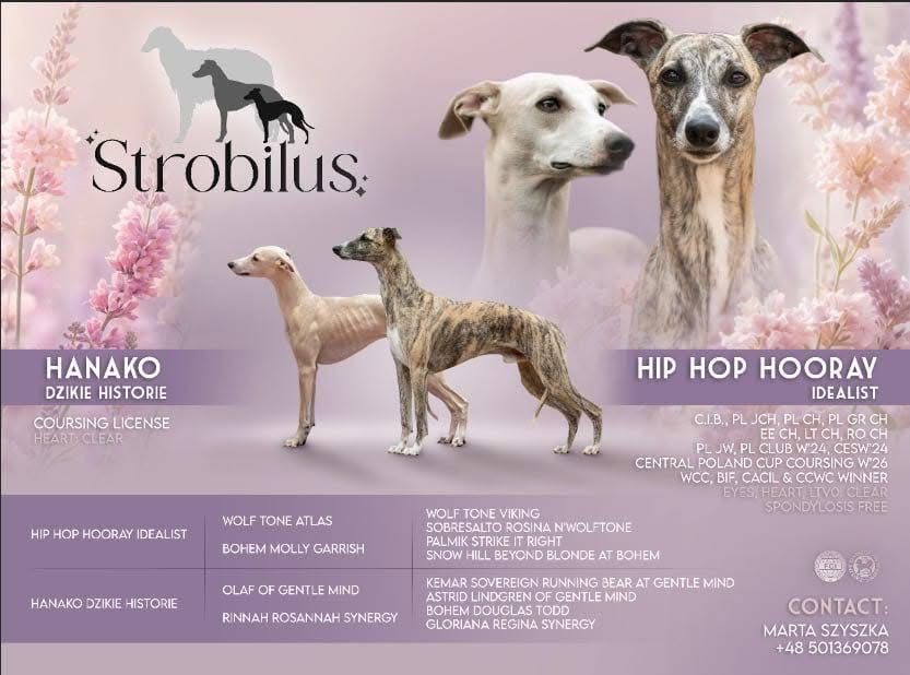 Chart angielski whippet suczka szczenie hodowla zkwp fci