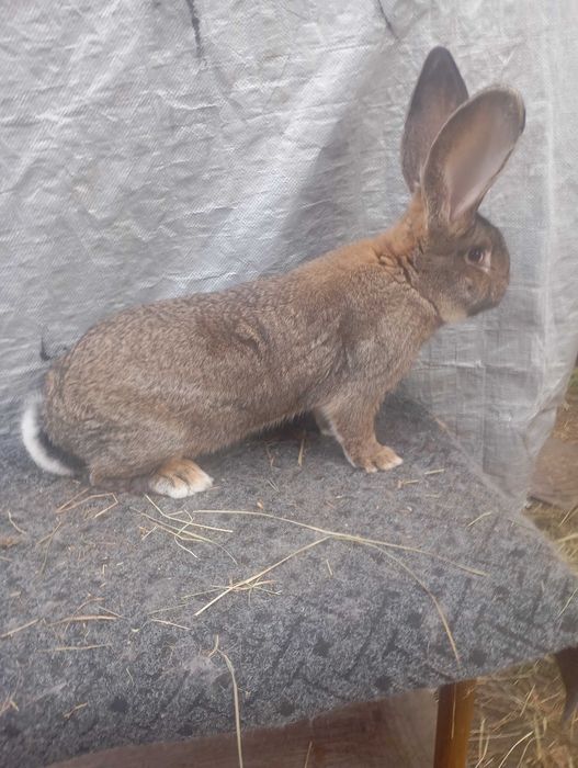 Sprzedam samca olbrzyma belgijskiego szarego