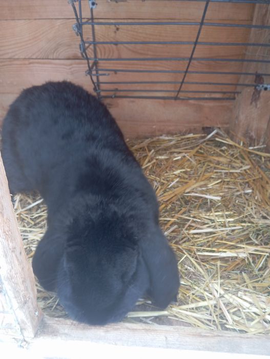 Sprzedam króliki Barany Baran francuski