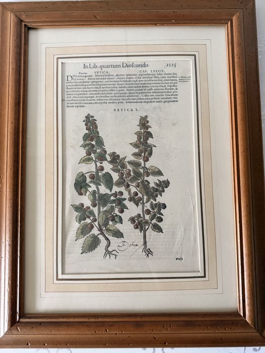 Antyczny Miedzioryt 1563 Rycina Botaniczna Matthioli Oryginalny XVI w