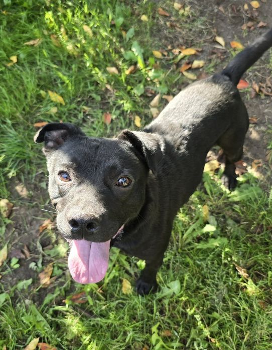 Dwa pieski jak bracia do adopcji po śmierci właściciela