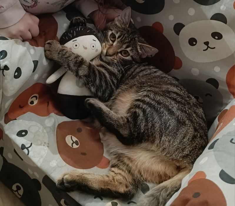 Kotka Rozi zagineła