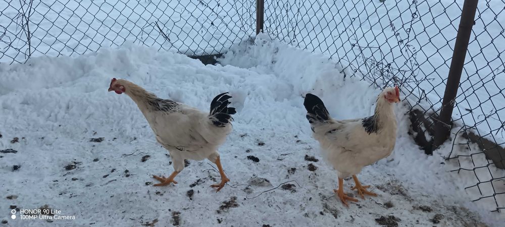 Koguty zostaną przeniesione do nowego kurnika