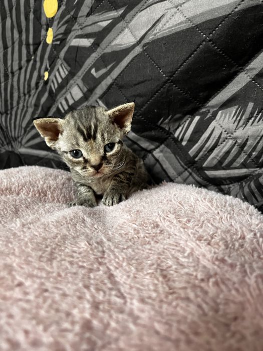 Niebieski pregowany chlopiec Devon Rex -UFO = UFIK