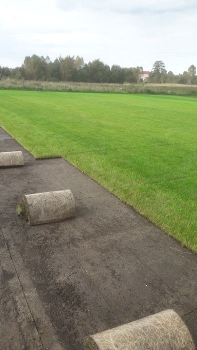 Trawa rolowana trawnik z rolki