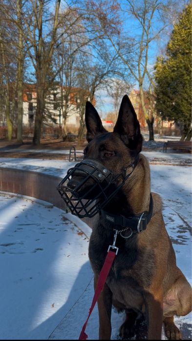 Owczarek Belgijski Malinois Pies Rodowód Szczeniak