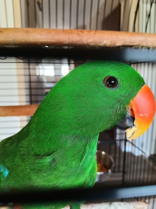 Papagaio ecletus 2025