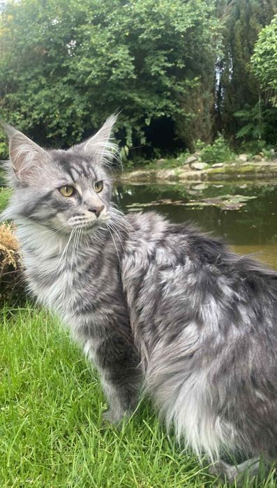 Maine Coon - kocurek
