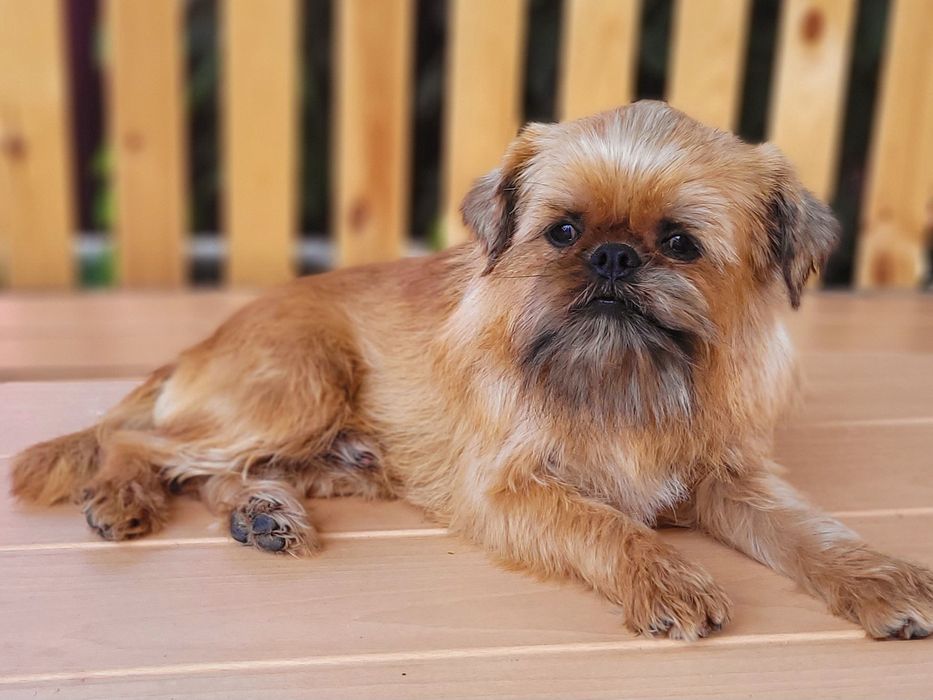 Хлопець для вязки брюссельського гріффона