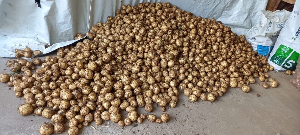 Sprzedam ziemniaki  Odmiany:Red lady ,Ignacy iwiele innych