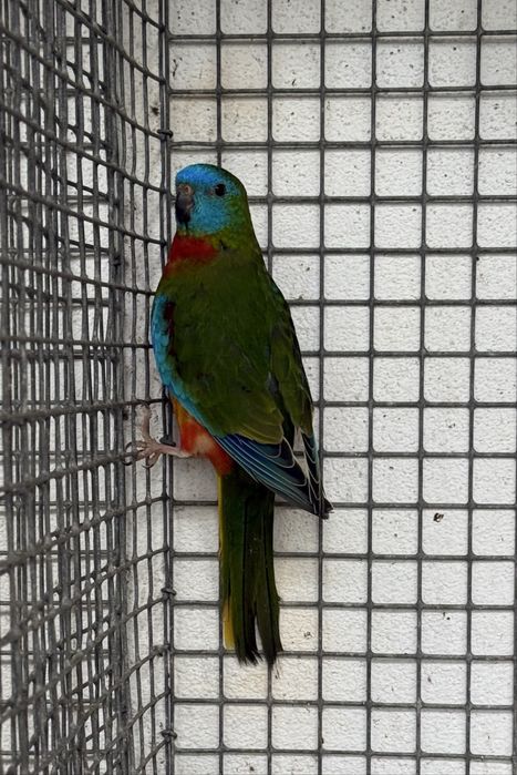 Neophema pulchella (turquoisines )