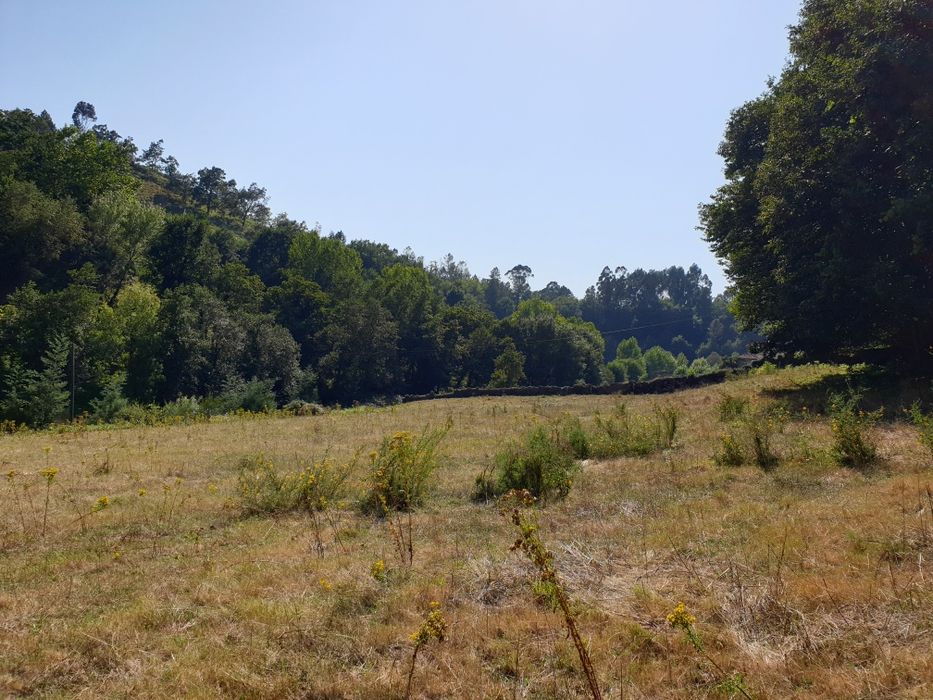 Campo com duas leiras encostado ao afluente do rio Ave