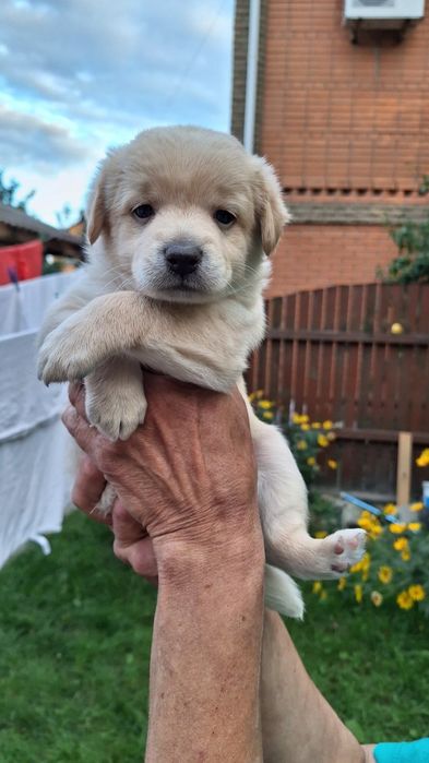 Щенята від дуже маленької собачки