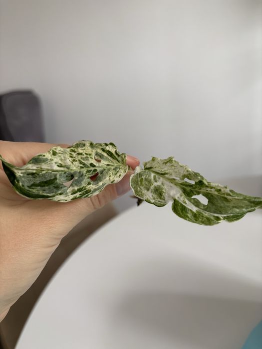 Monstera alokazja bulwy rezerwacja