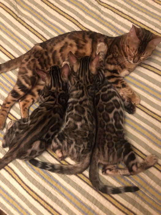 Бенгальські кошенята від батьків з родословнлю WCF