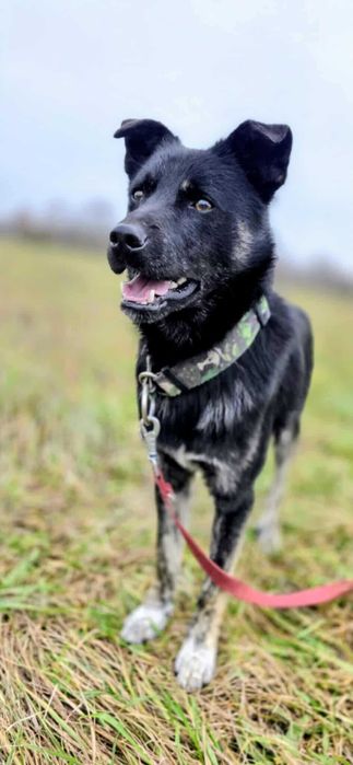 Leon młody nieduży pies szuka domu pies psy