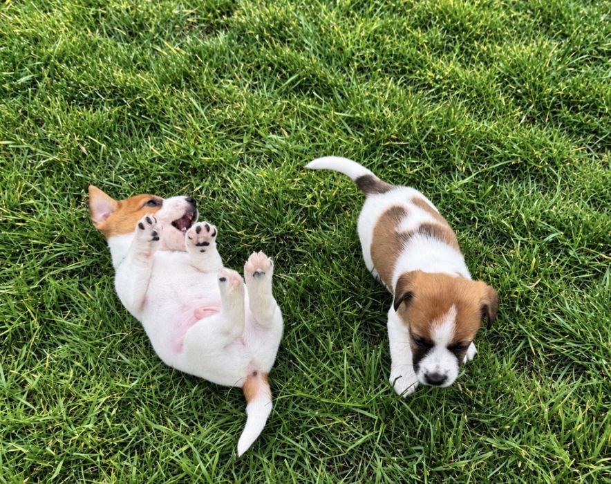 Jack Russell Terrier