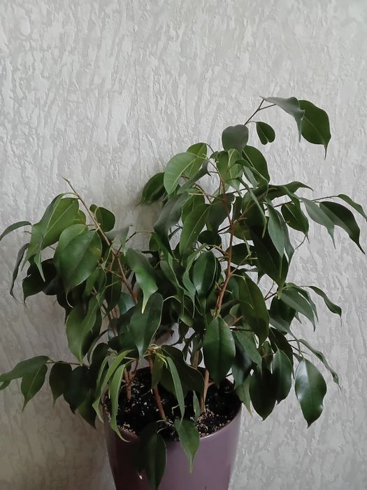 Фикус Бенджамина 5 веток в горшке
