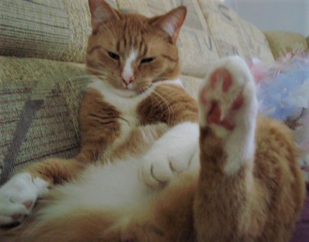 Proszę pomóżcie szukać Leona!