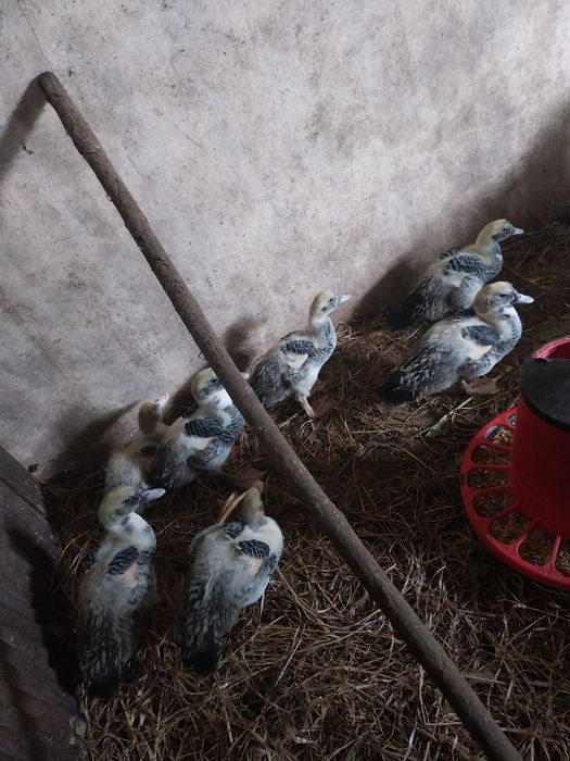 Vendemos patos grandes e pequenos