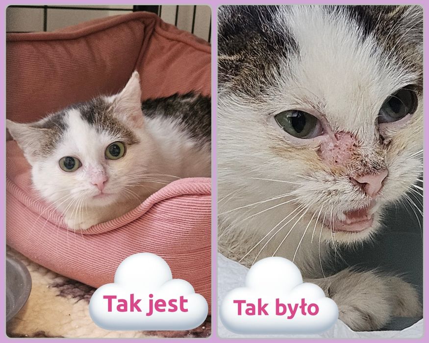 Uratowana kotka do adopcji,  kotka, adoptuj