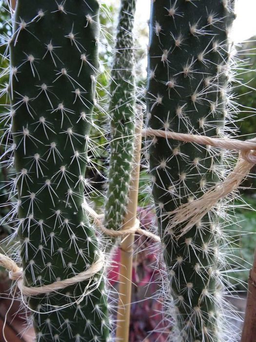 Opuncja białowłosa kaktus kaktusy wysokie