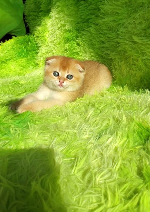 Ласковые малыши. Котята золотая шиншилла.