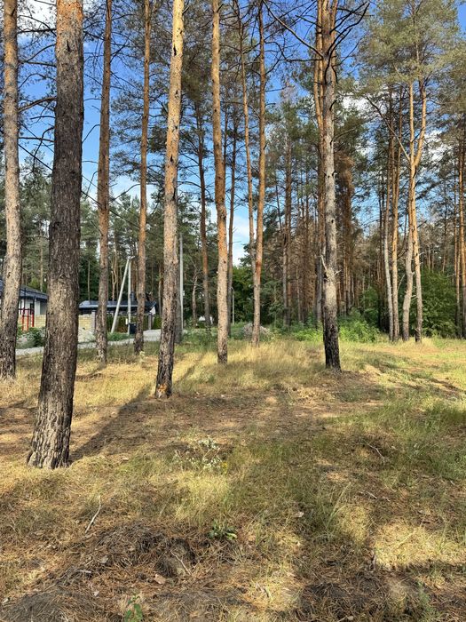 Продам участок 10 соток с соснами.