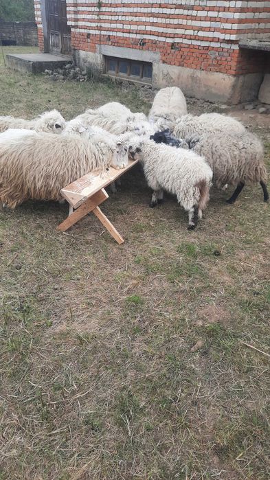 Вівці ,баран, овечки