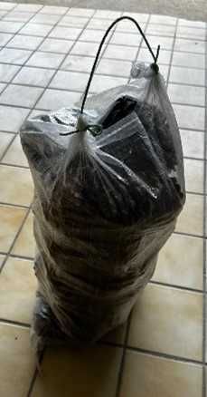 Venda de sacos de pinhas