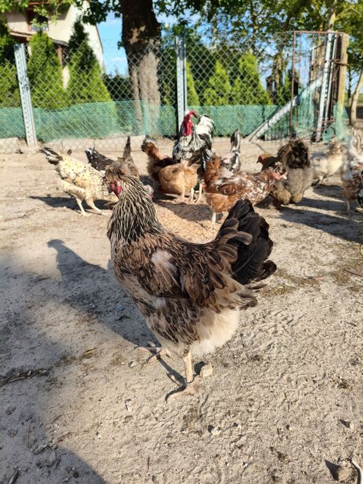 Jajka Lęgowe Mix Ras