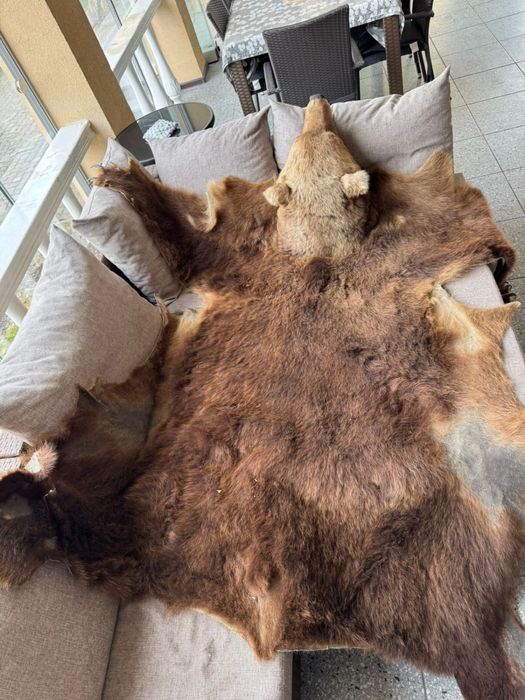 Продам шкуру ведмедя, 1,5м, голова вичищенна