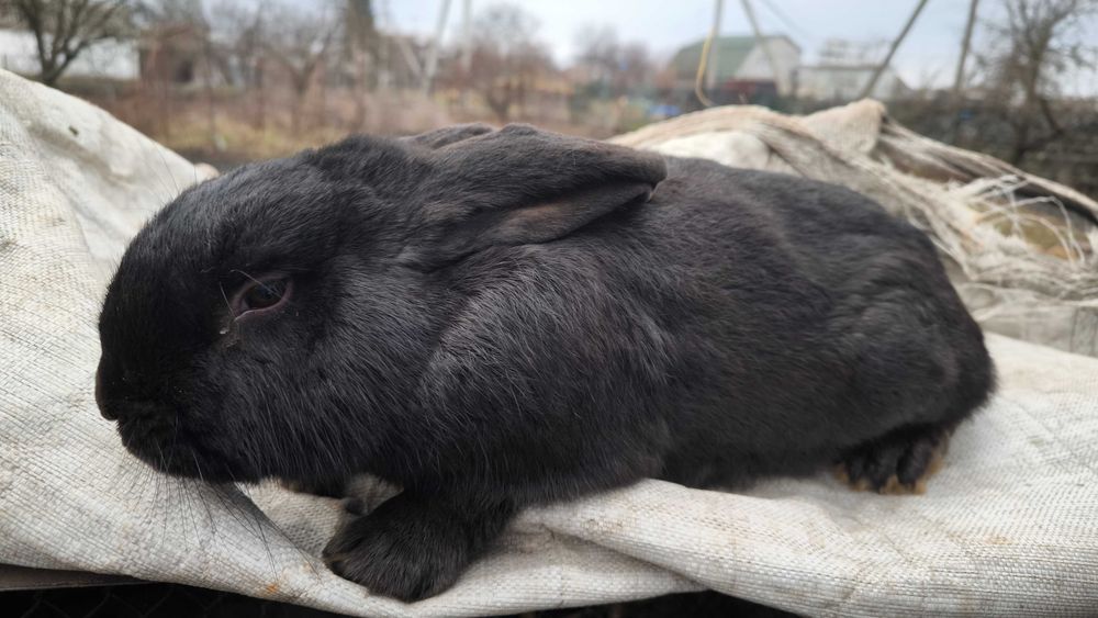 Продам річних кроликів