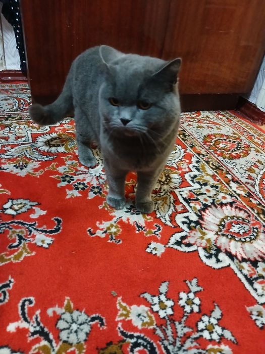Мальчик Шотландский скотиш-фолд, красивого раскраска.