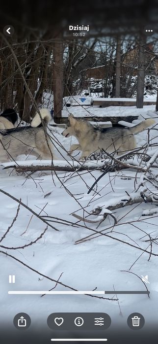 Husky syberian suczka