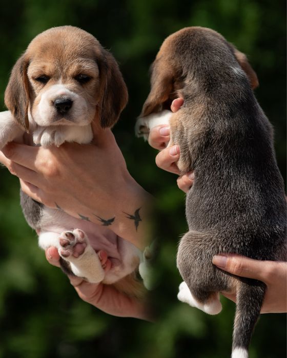 Прекрасні та породні цуценята бігля