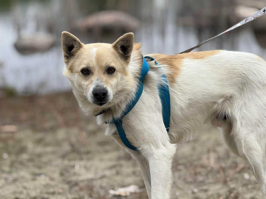 Nieśmiały na początku, wyjątkowy na zawsze – Szczypior do adopcji