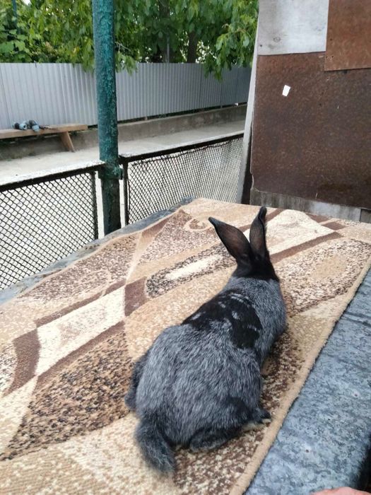 Продам мясо кроликів кролі німецький строкач, бургундець, полтавське с