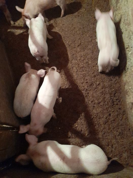 Продаю   поросят.