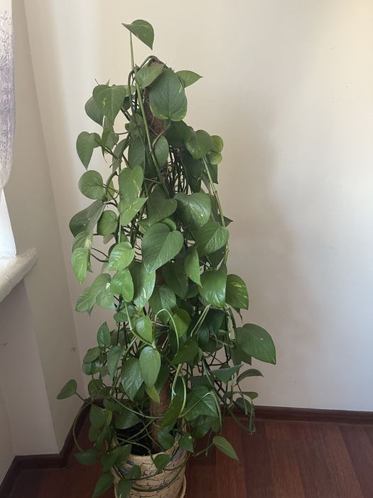 Вазон гарний дуже