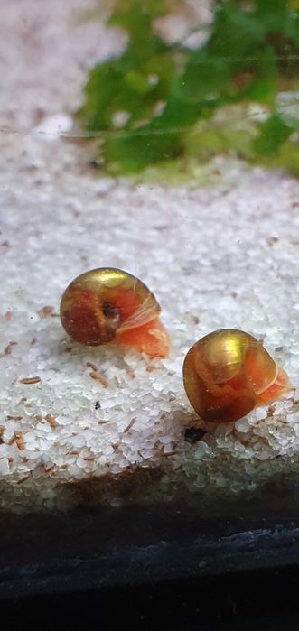 Caracol Planorbis Vermelha