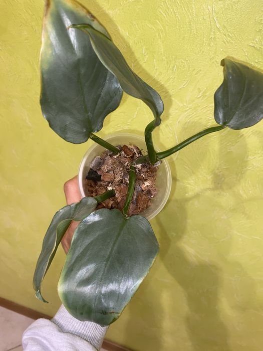 Розпродаж монстера Дубія,,Філ Сільвер ,рінг оф фаер  епіпремнуми