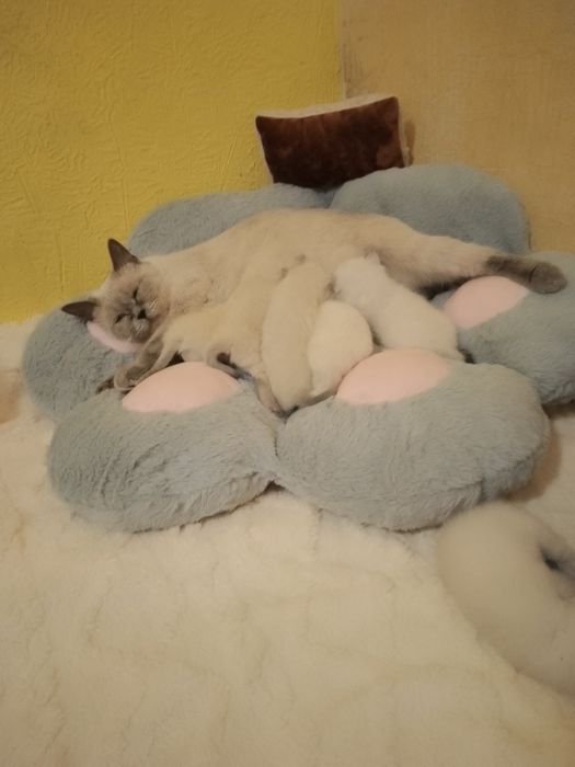 Продам Чистокровных котят Шотланский Блю поинт