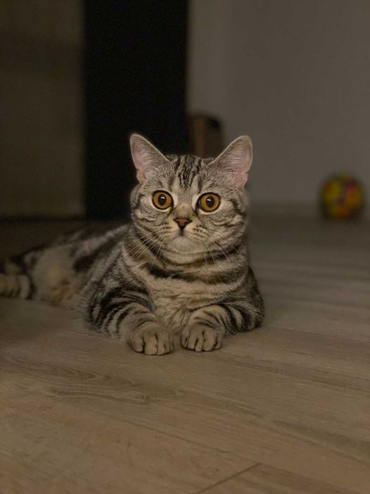 Шотландська кішка